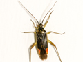 Closterotomus trivialis